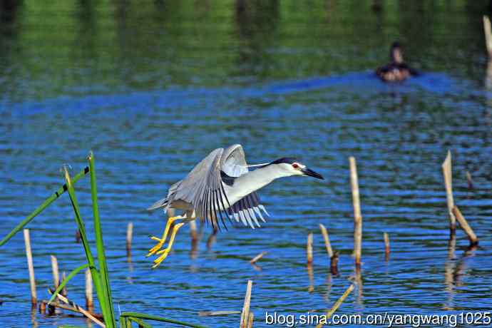 寻鱼的夜鹭（6）