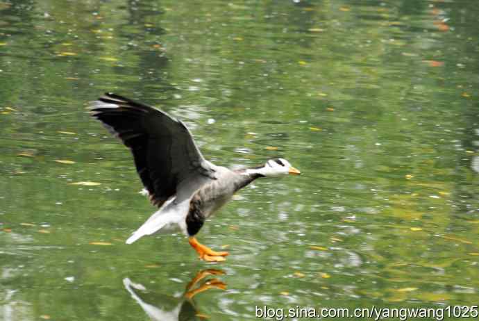 斑头雁（抓拍）3