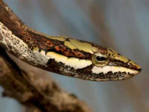 龙:传说的兽原型探秘(树蛇类) 龙:传说的兽原型探秘(树蛇类)