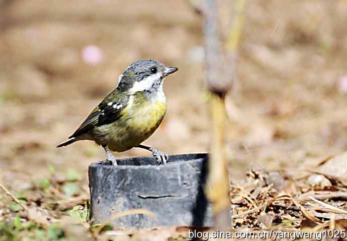 自然和谐的日坛公园（黄腹山雀）
