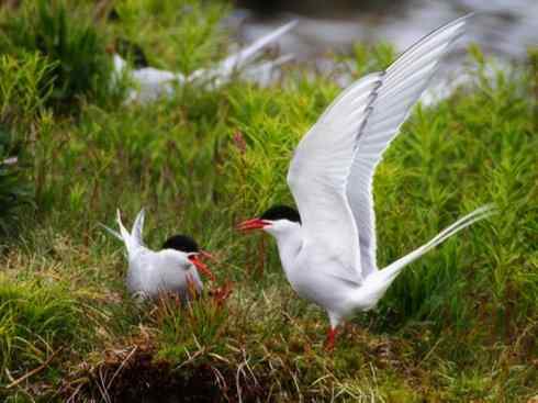 自然奇观：动物大迁徙(燕鸥类)