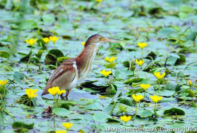 捕鱼的黄苇鳽（记实）3
