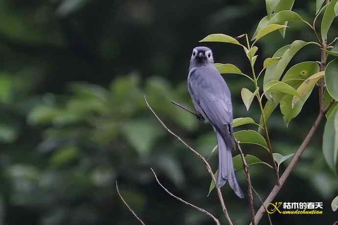 迁徙季的红喉姬鶲、灰卷尾、红尾伯劳