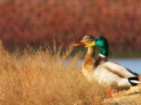 雁鸭之最之四（奥克兰鸭、山蓝鸭、绿头鸭）