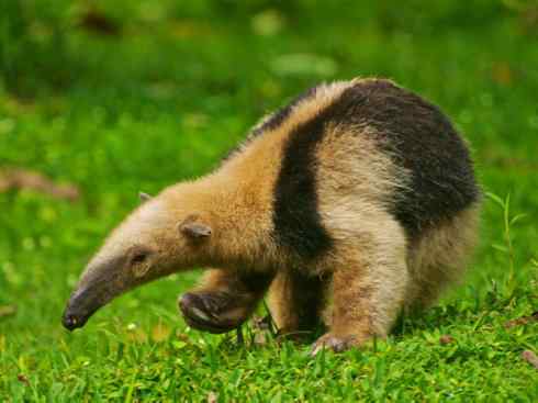 盘点十二大著名食蚁动物:食蚁兽 盘点十二大著名食蚁动物:食蚁兽