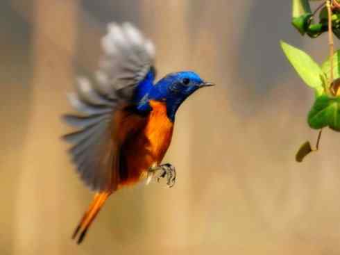 美丽无罪:雀鸟之红尾鸲 美丽无罪:雀鸟之红尾鸲