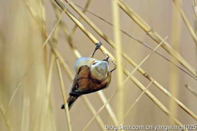 中华攀雀(3) 中华攀雀(3)