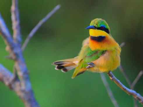 绝色攀禽：佛法僧目之蜂虎3