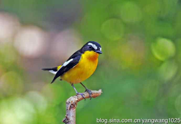 雄性白眉姬鹟（5）