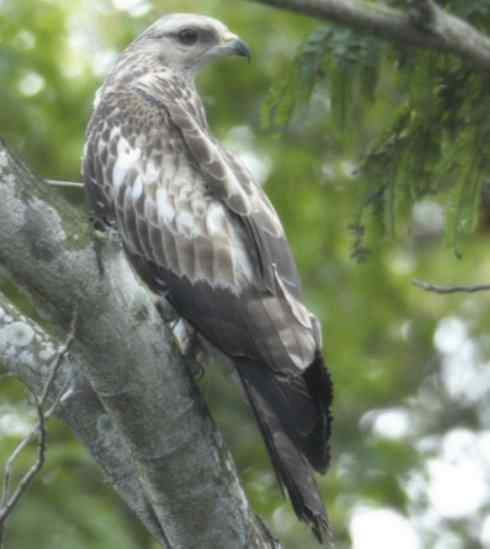 十大喜食蜂蜜动物:凤头蜂鹰 十大喜食蜂蜜动物:凤头蜂鹰
