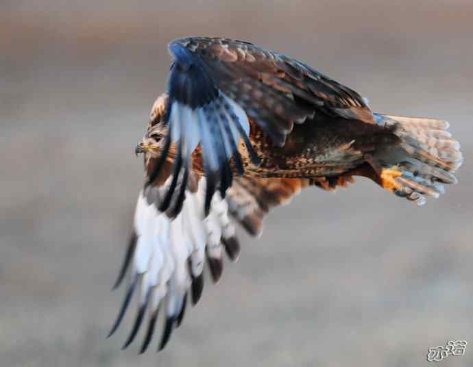 官厅水库&nbsp;wbr路&nbsp;wbr被喜鹊驱赶的毛脚鵟