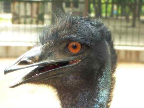 家禽驯化之源之十二 家禽驯化之源之十二