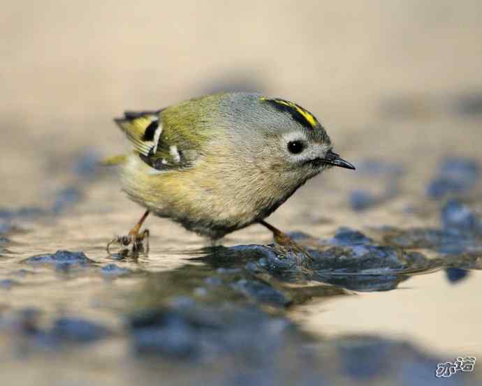 圆明园&nbsp;wbr路&nbsp;wbr戴菊