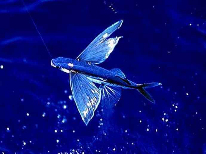 鱼类活化石：齿蝶鱼