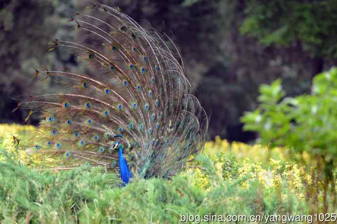 蓝孔雀(开屏) 蓝孔雀(开屏)