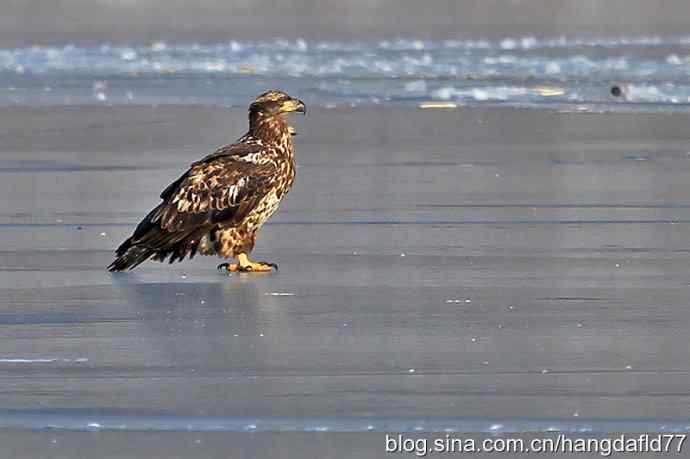 白头海雕亚成鸟