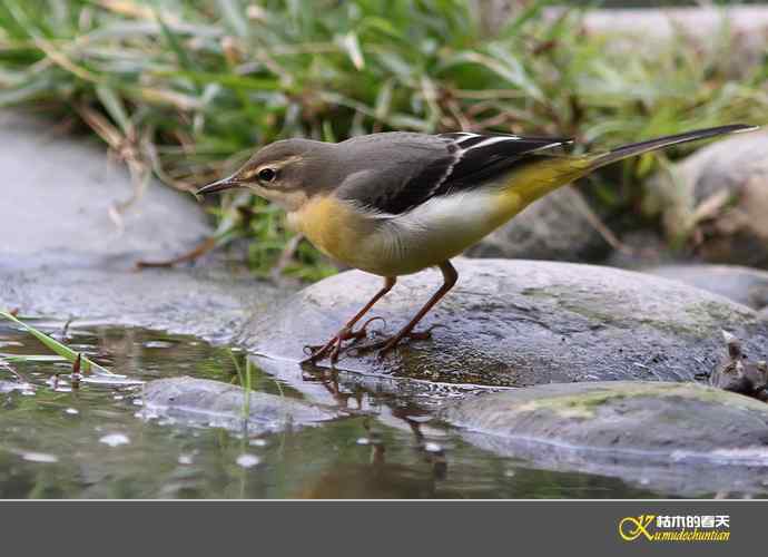灰鹡鸰一组【实拍】