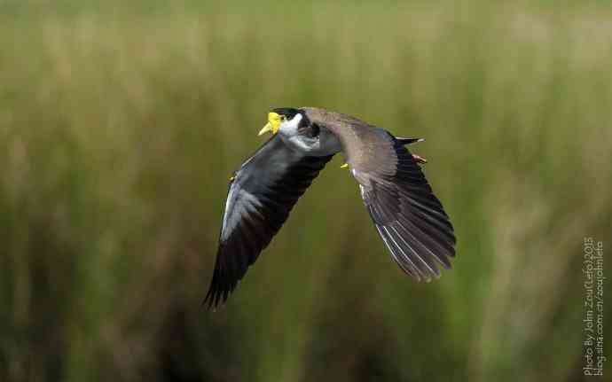 澳洲的白颈麦鸡