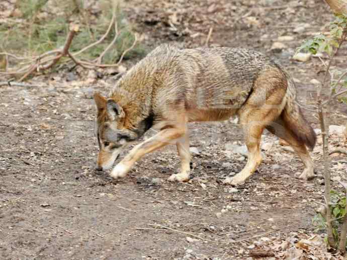 犬科:犬亚科犬属之郊狼、红狼 犬科:犬亚科犬属之郊狼、红狼