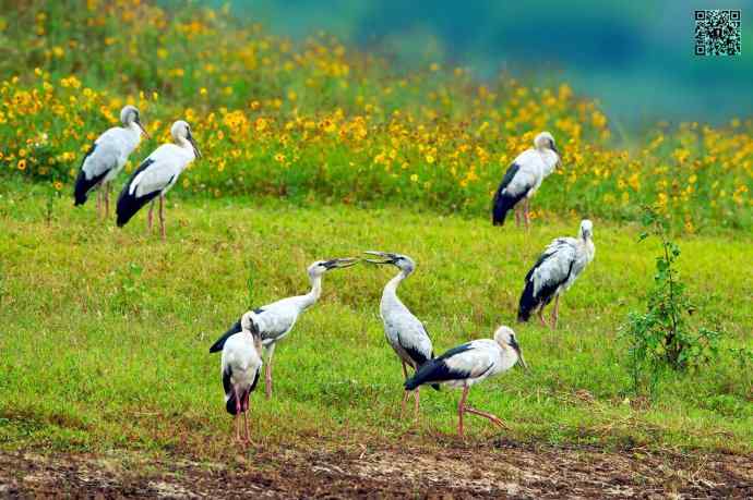 2006年首次发现的大鸟鈥斺斍祓