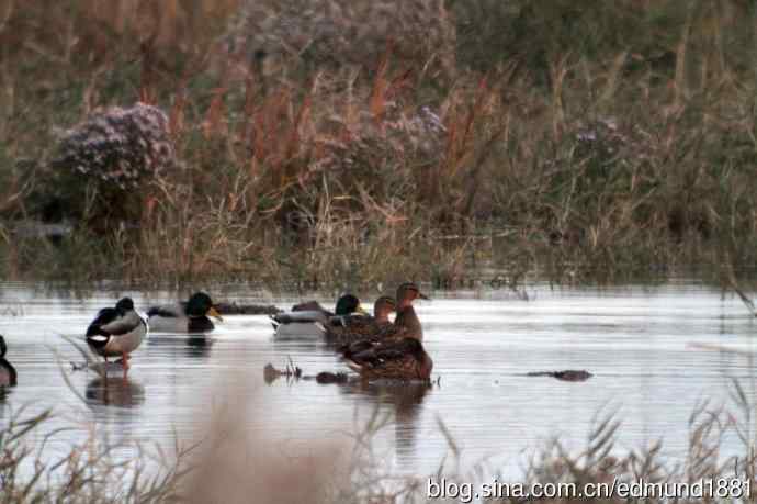 崇明东滩湿地公园十一月鸟况-望远镜打鸟