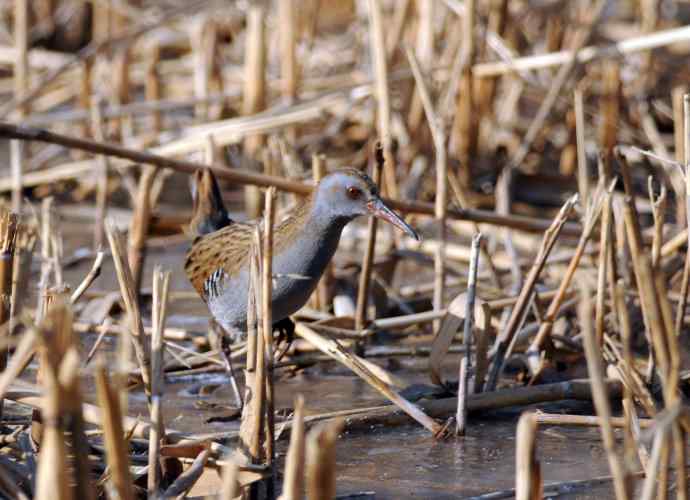 蓝胸秧鸡（记录版）