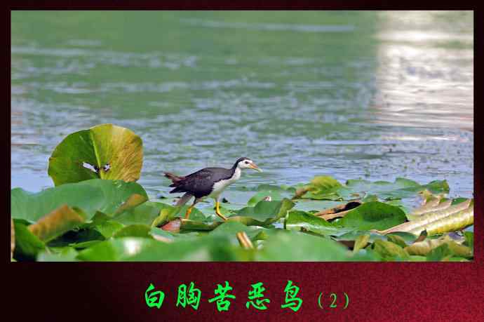 白胸苦恶鸟（2）
