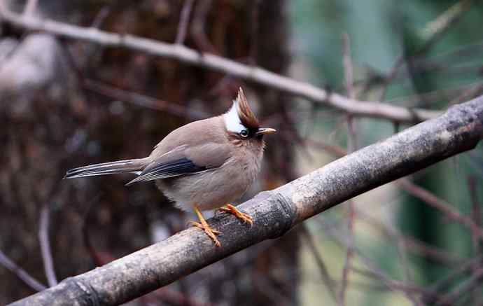 洋县两天观鸟,秦岭如此美妙! 洋县两天观鸟,秦岭如此美妙!