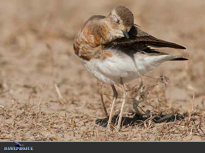 东方鸻小憩野鸭湖