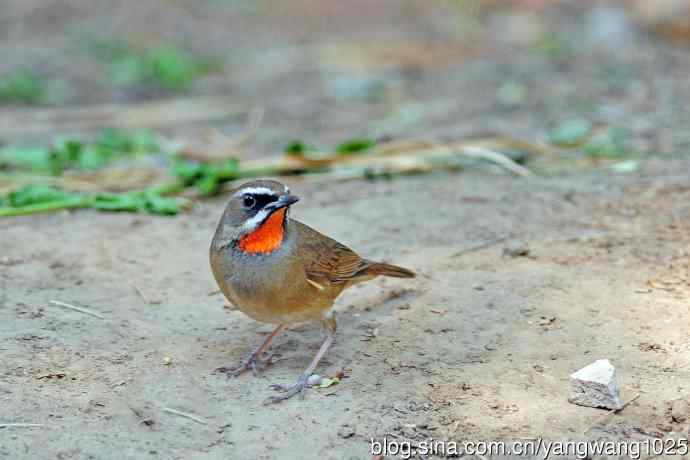 雄性红喉歌鸲(19) 雄性红喉歌鸲(19)