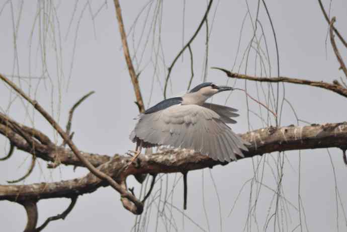 北京动物园的鸟类——飞翔（送给我的挚友）
