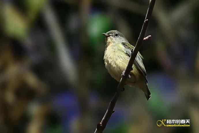 云南拍鸟的几张记录片 云南拍鸟的几张记录片