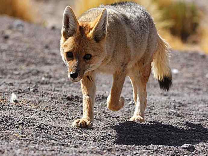 犬科：狐亚科伪狐属之阿根廷狐、山狐、达尔文狐