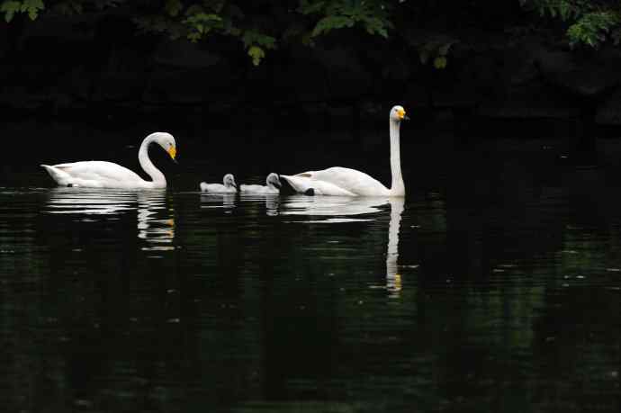 温馨之家（白天鹅）
