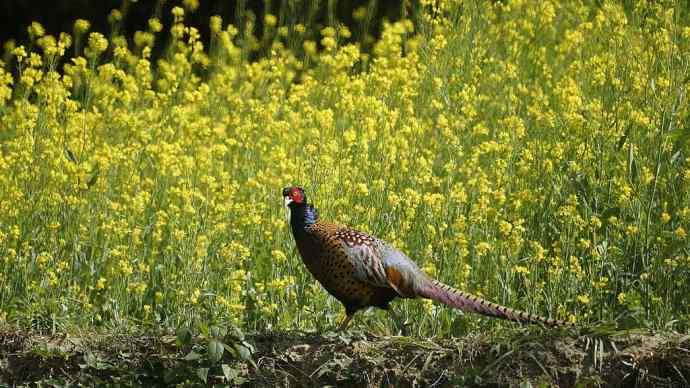 洋县朝圣鈥斺敾肪憋艏