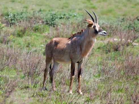 麒麟：传说的兽原型探秘（马羚）
