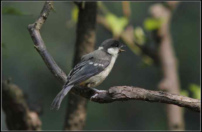 大山雀有儿初长成