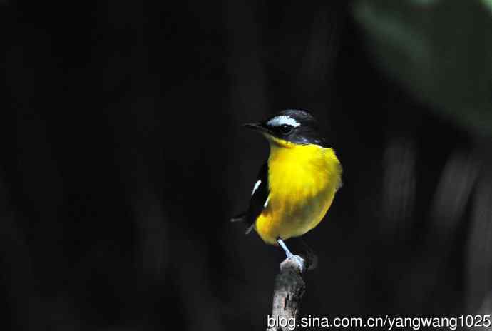 雄性白眉姬鹟（7）