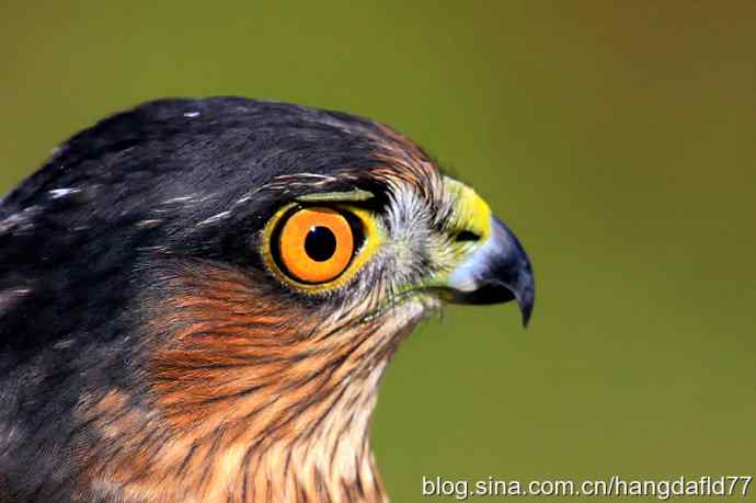 鹰隼肖像