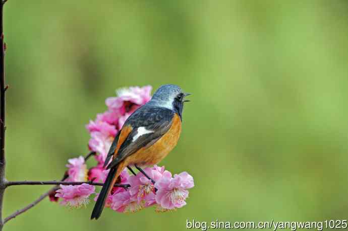 雄性北红尾鸲（25）