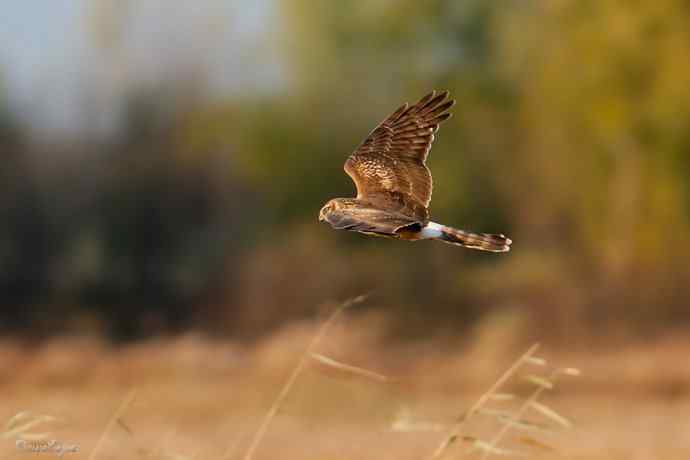 野鸭湖.夕阳下的白尾鹞