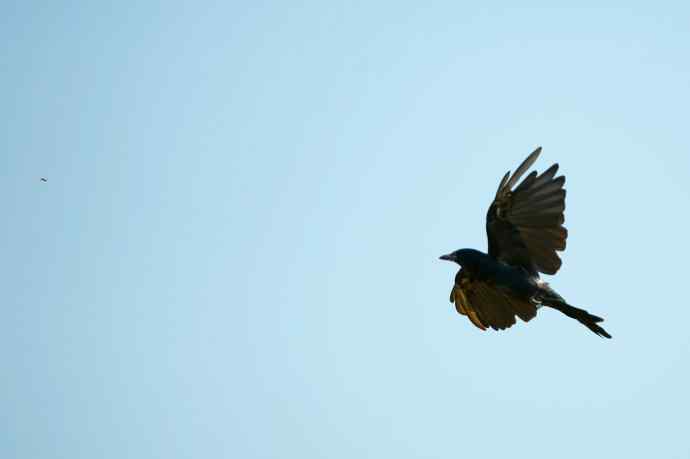 黑卷尾空中抓虫和戏马尾