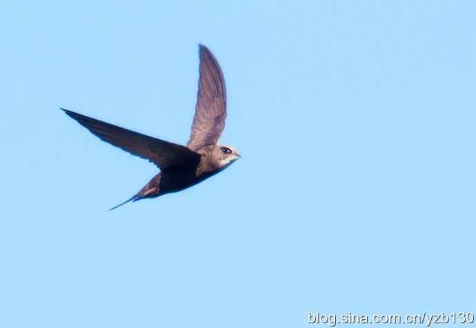 会飞的鱼鈥斺斅パ啵ㄗ橥迹7张图片）