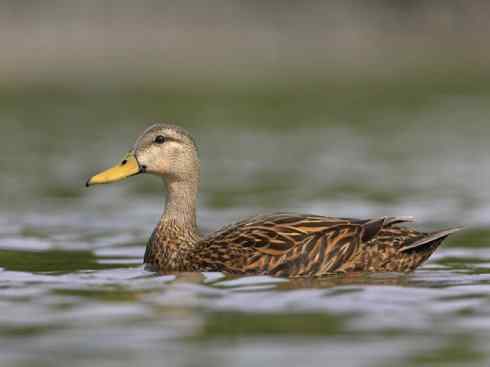 欣赏：美丽的钻水鸭4