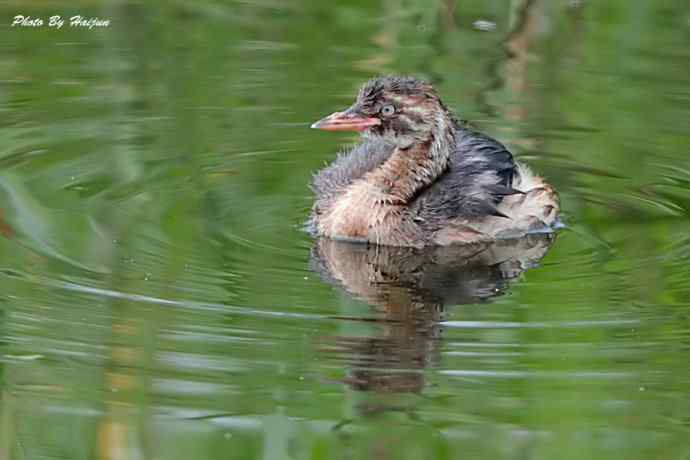 行摄野鸭湖（水鸟版）