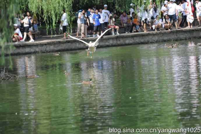 明星（鹈鹕大白）