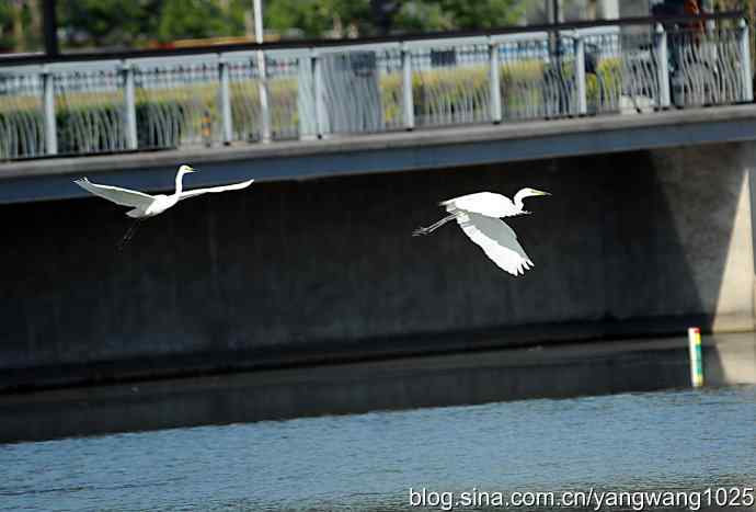 飞(白鹭)2 飞(白鹭)2