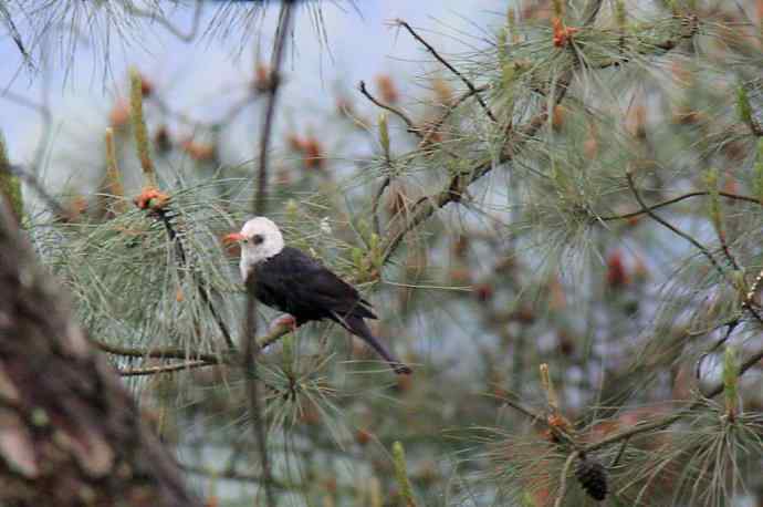 187.浙江缙云仙都农家乐（-）朱潭山鸟图