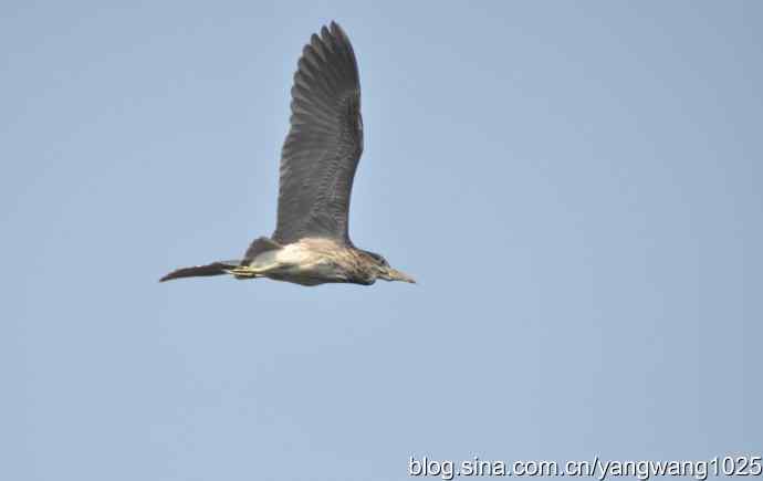 飞(夜鹭) wbr6 飞(夜鹭) wbr6