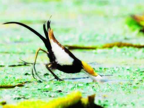 白头鸟系列：另类的美丽7（鸻鹬）